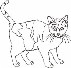 Cat 9